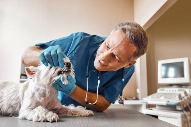 Best Weekend Emergency Dentist in Lakeport, CA